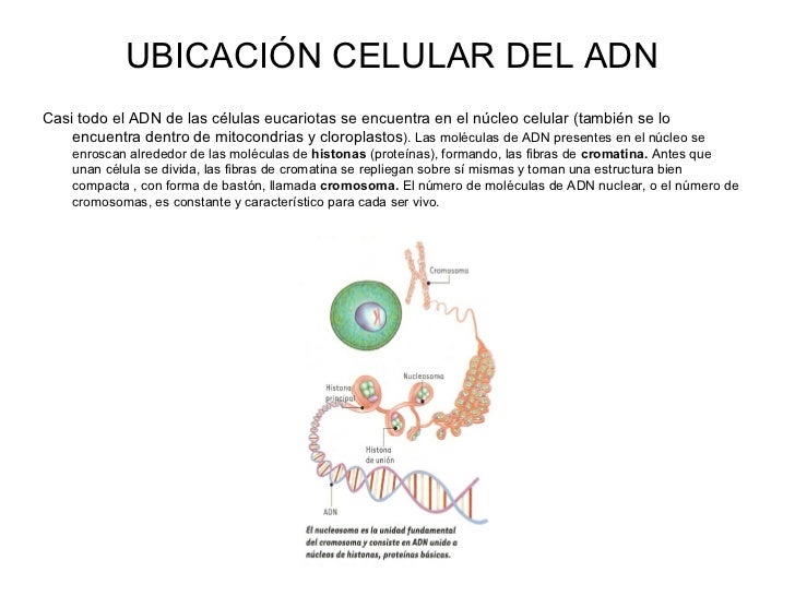 ubicacion en la celula adn